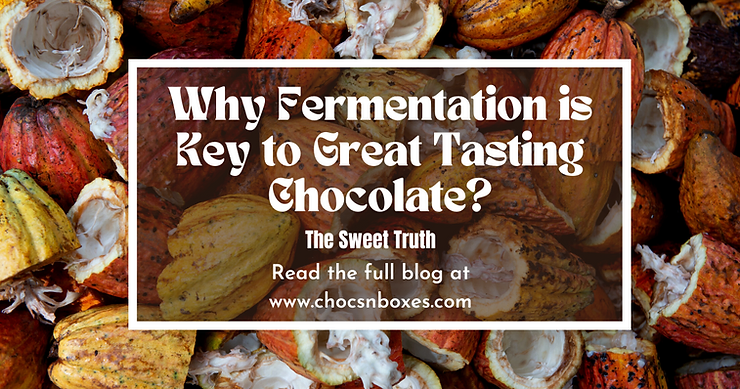 Why Fermentation is Key to Great Tasting Chocolate?