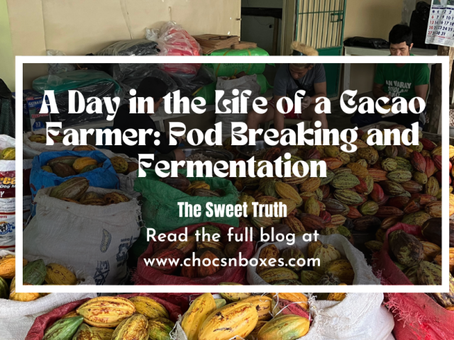 A Day in the Life of a Cacao Farmer: Pod Breaking and Fermentation
