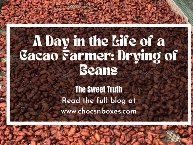 A Day in the Life of a Cacao Farmer: Drying of Beans
