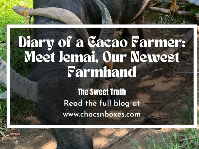Diary of a Cacao Farmer: Meet Jemai, Our Newest Farmhand